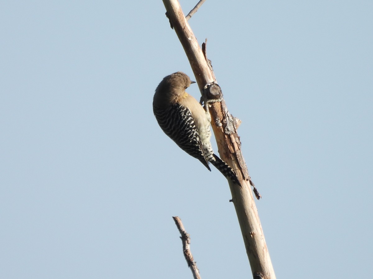 Gila Woodpecker - ML625331497