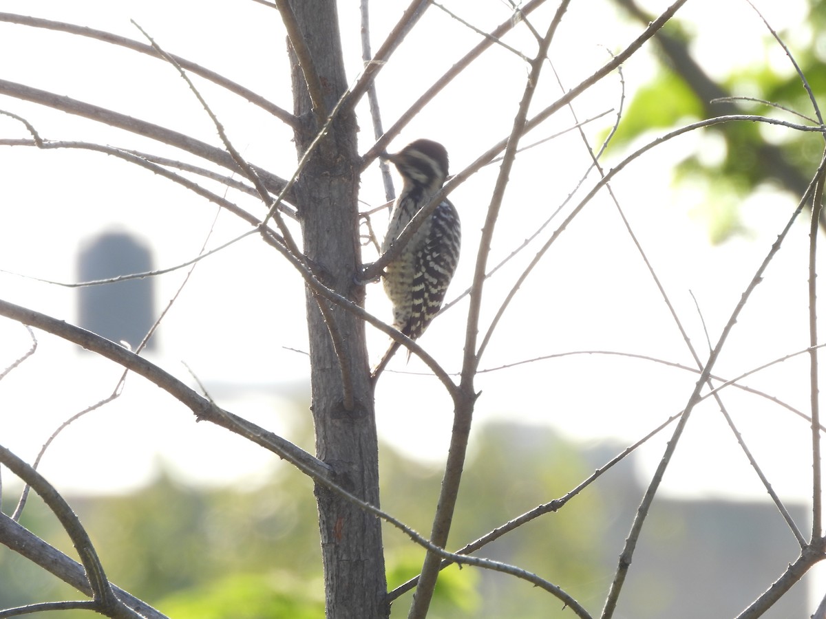Ladder-backed Woodpecker - ML625331503