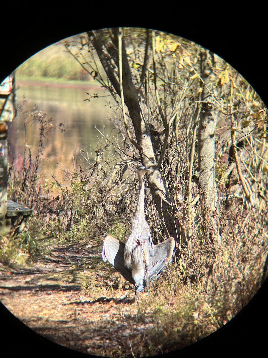 Great Blue Heron - ML625331522