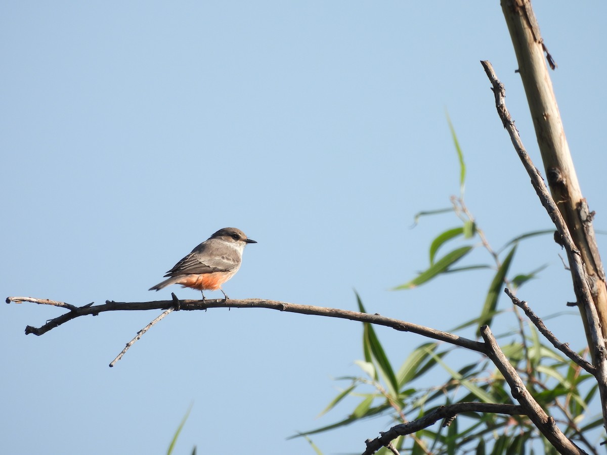 Vermilion Flycatcher - ML625331541