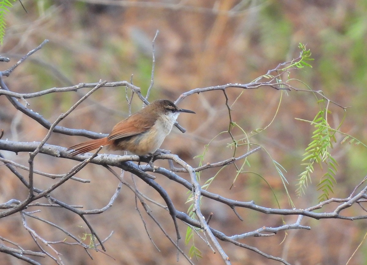 Bolivian Earthcreeper - ML625331544