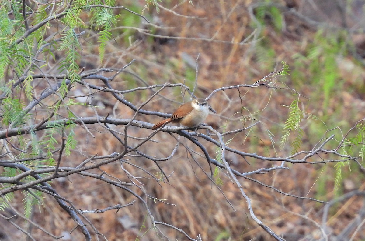 Bolivian Earthcreeper - ML625331545