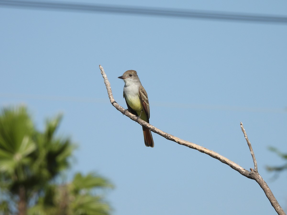 Ash-throated Flycatcher - ML625331547