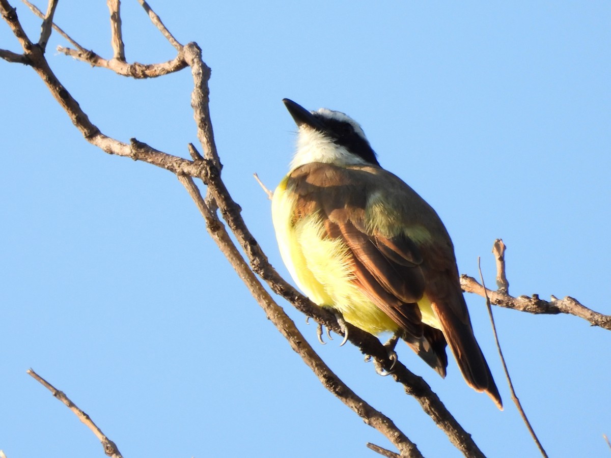Great Kiskadee - ML625331556