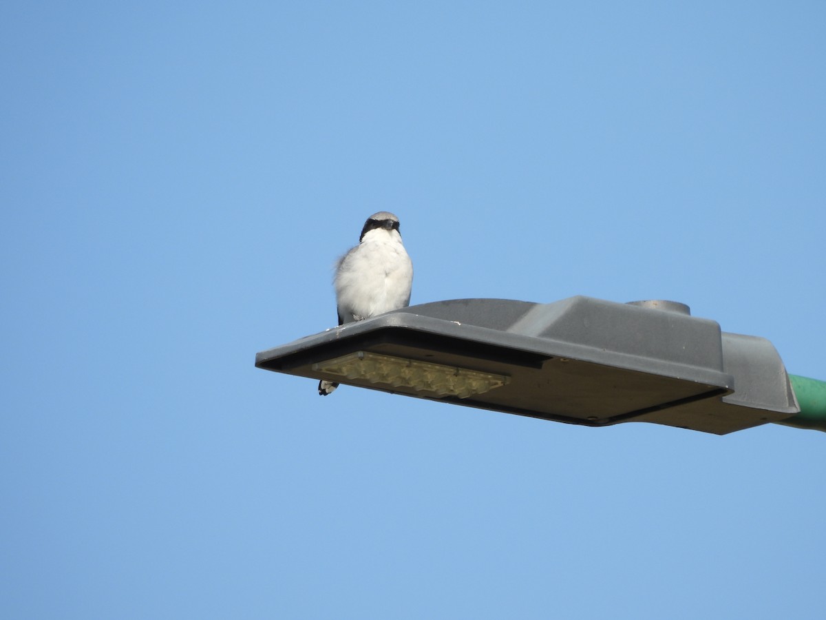Loggerhead Shrike - ML625331557