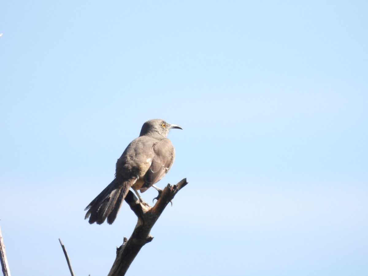 Curve-billed Thrasher - ML625331587