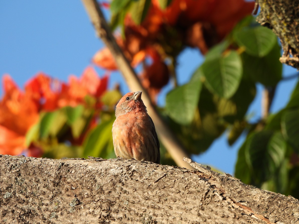 House Finch - ML625331603