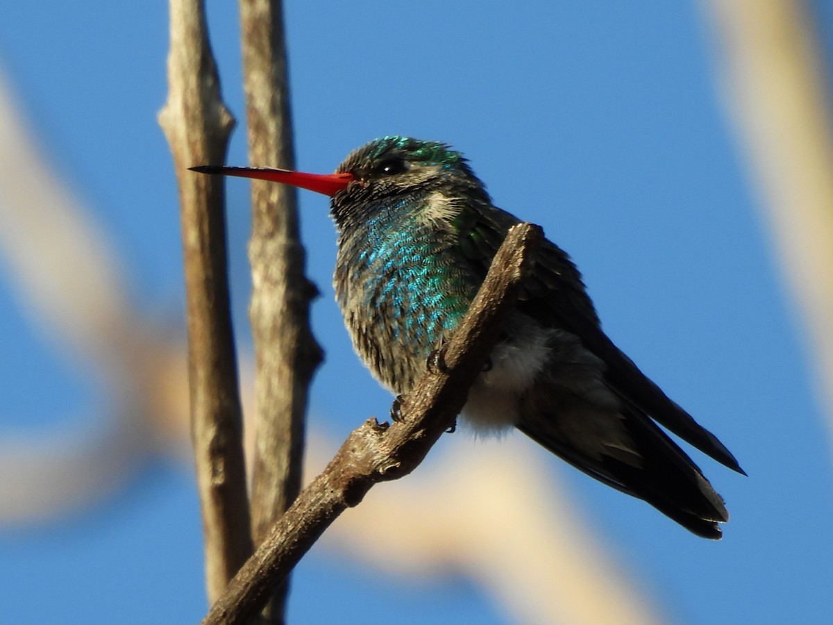 Broad-billed Hummingbird - ML625331631
