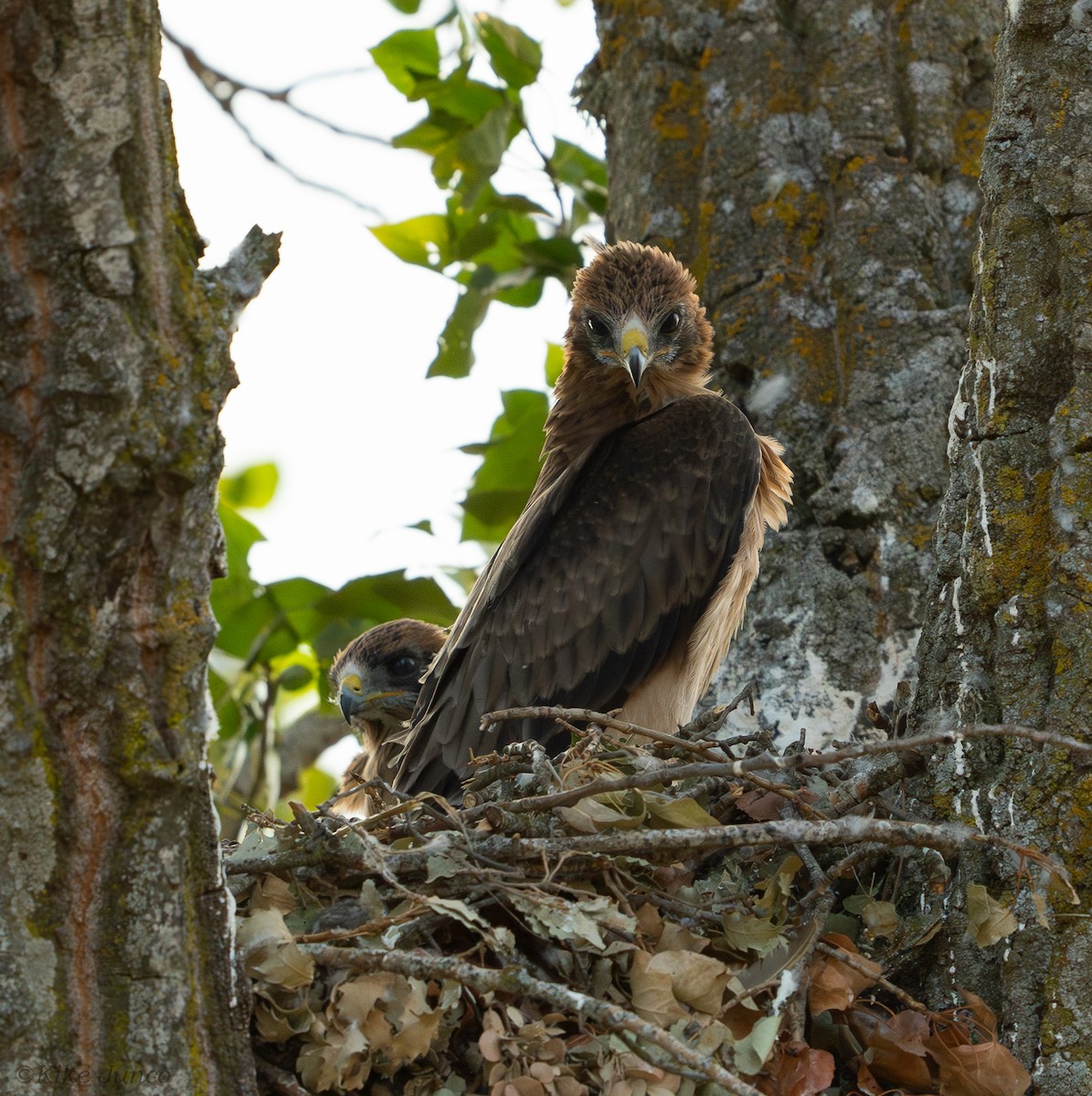 Booted Eagle - ML625331721