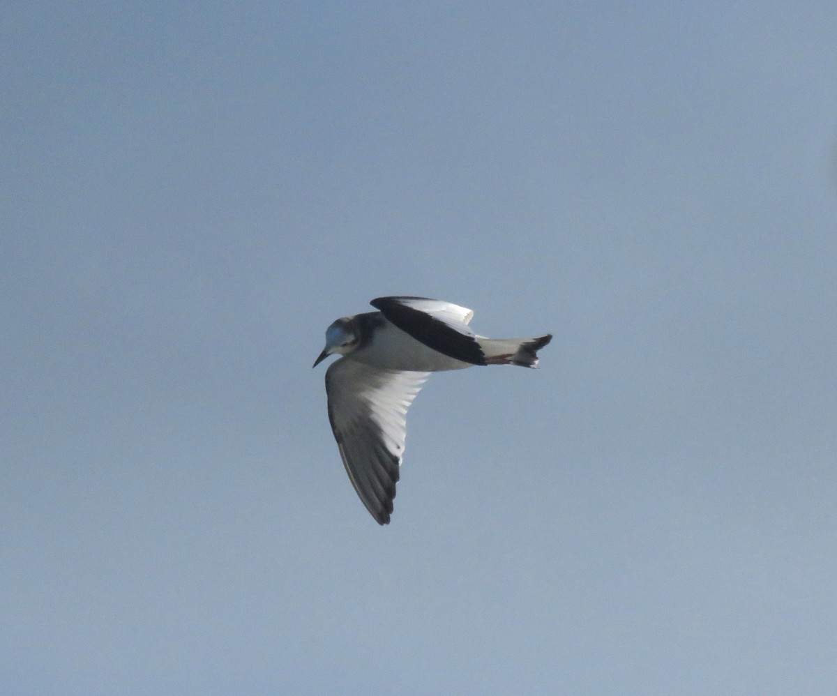 Gaviota de Sabine - ML625331867