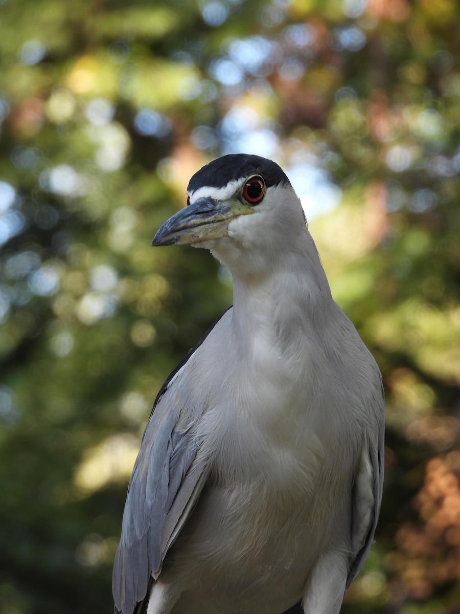 Nitticora - ML625331954