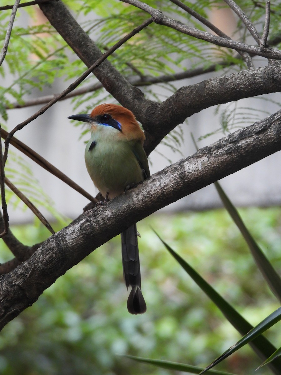 Russet-crowned Motmot - ML625331972