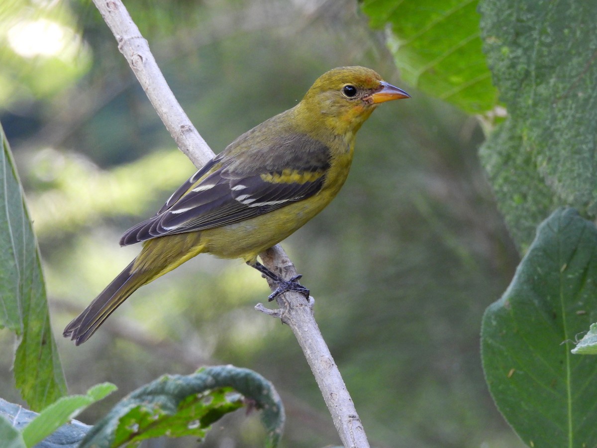 Western Tanager - ML625331981