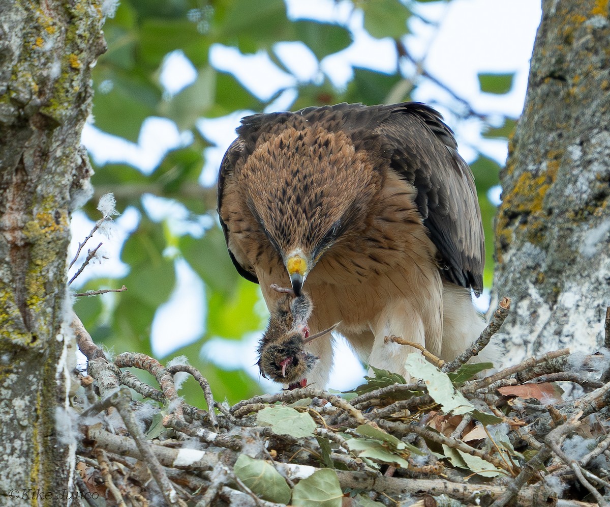 Booted Eagle - ML625331993