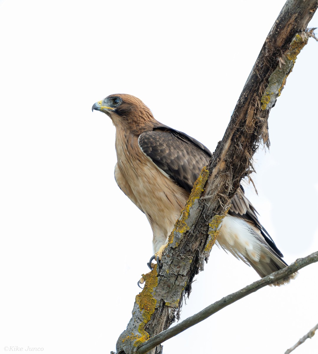 Booted Eagle - ML625331994