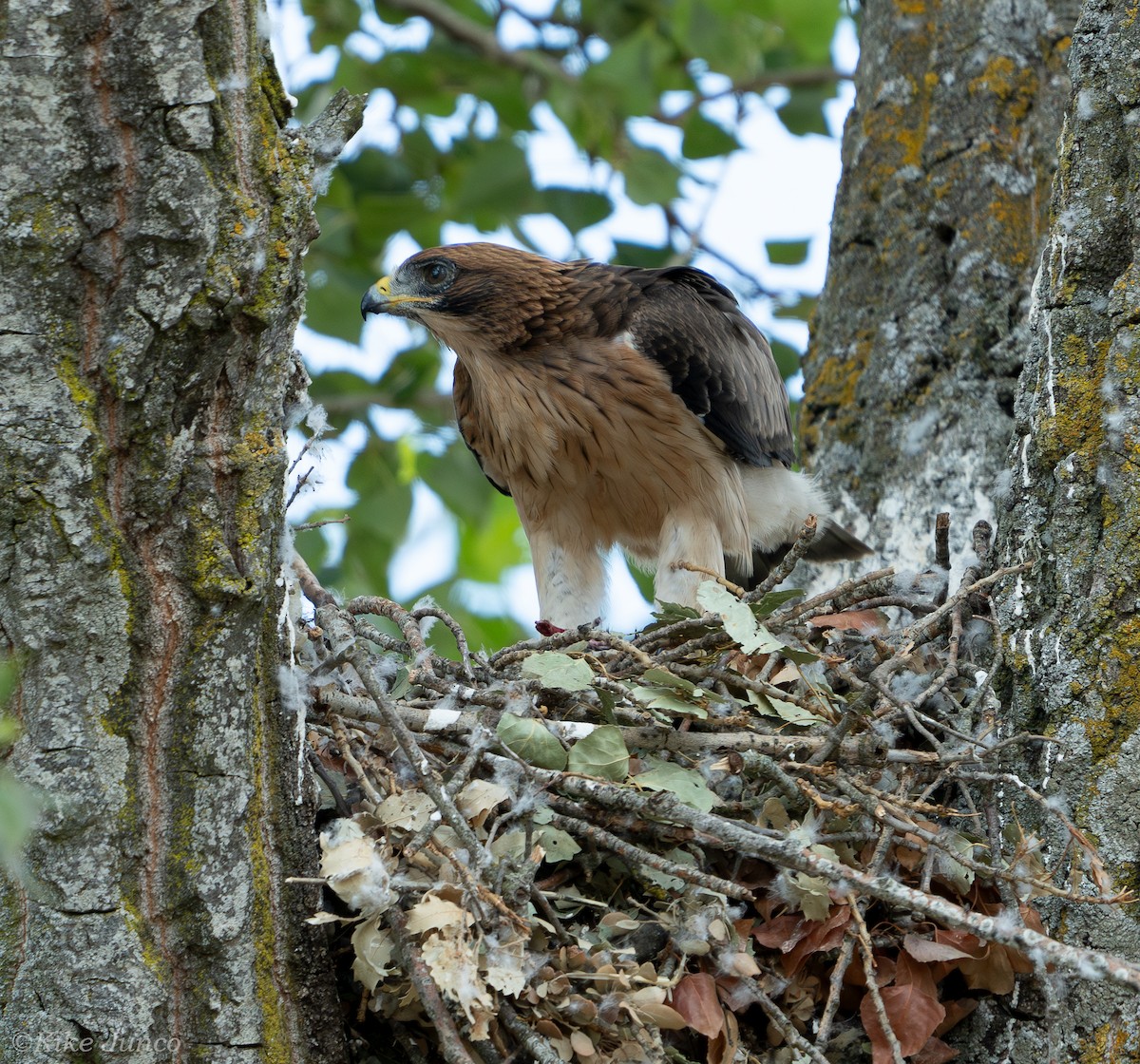 Booted Eagle - ML625331995