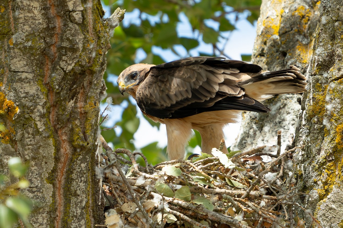 Booted Eagle - ML625331996