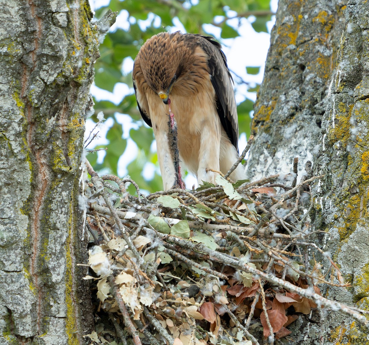 Booted Eagle - ML625331997