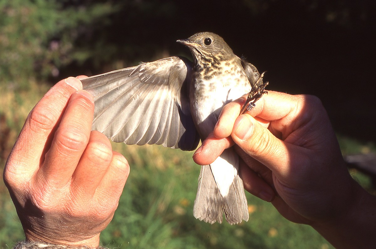 Gray-cheeked Thrush - ML625332024