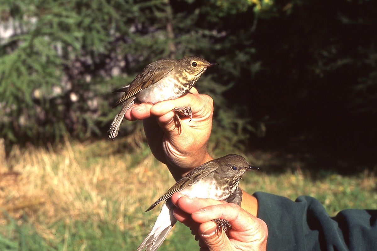 Gray-cheeked Thrush - ML625332025