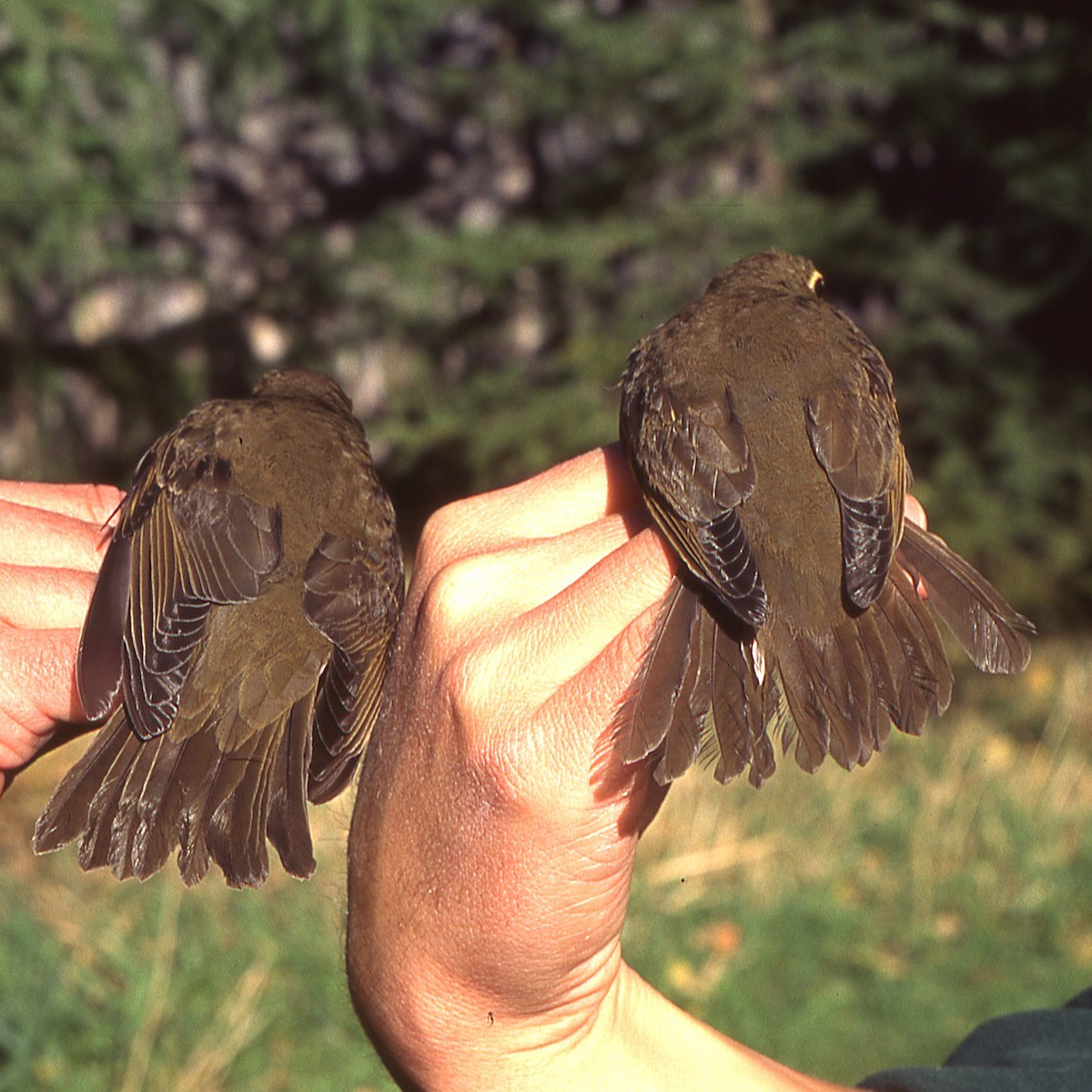 Gray-cheeked Thrush - ML625332026