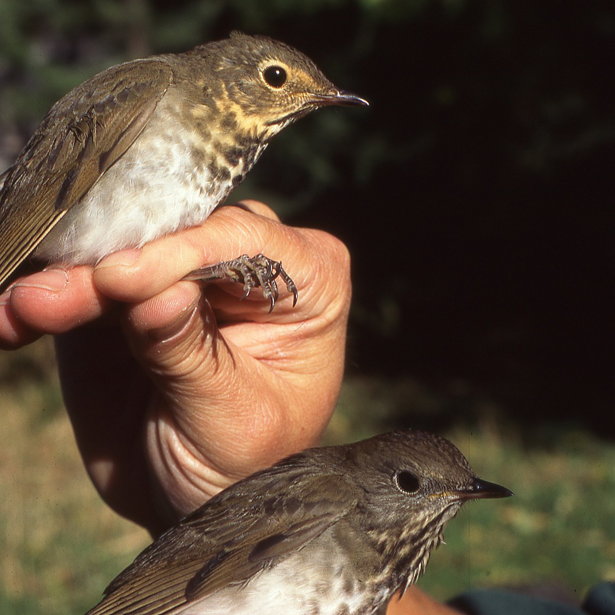 Gray-cheeked Thrush - ML625332027
