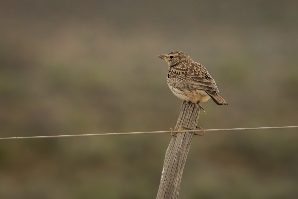 Large-billed Lark - Antonio Rodriguez-Sinovas