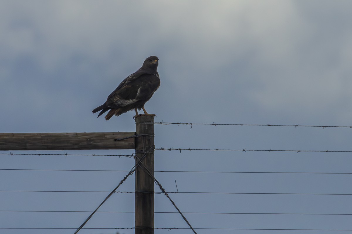 Jackal Buzzard - Antonio Rodriguez-Sinovas