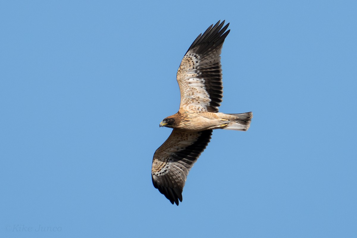 Booted Eagle - ML625332123