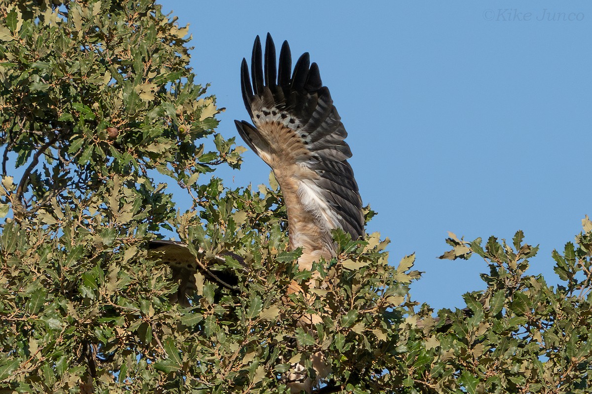 Booted Eagle - ML625332124