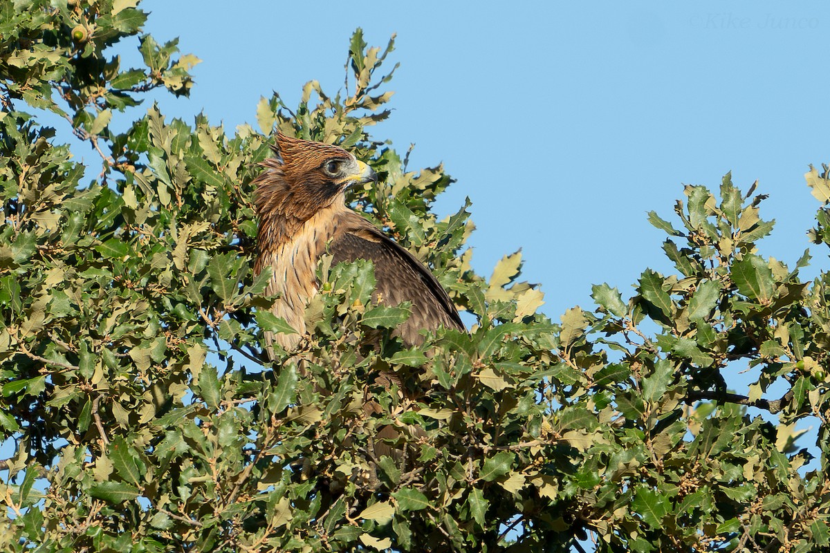 Booted Eagle - ML625332125