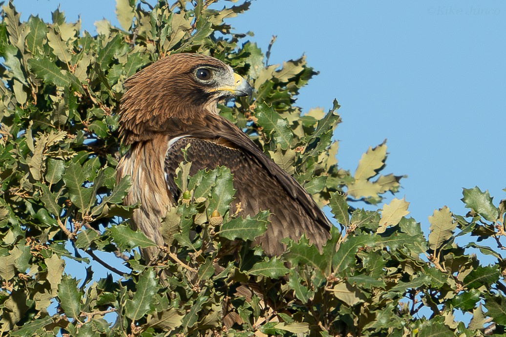 Booted Eagle - ML625332126