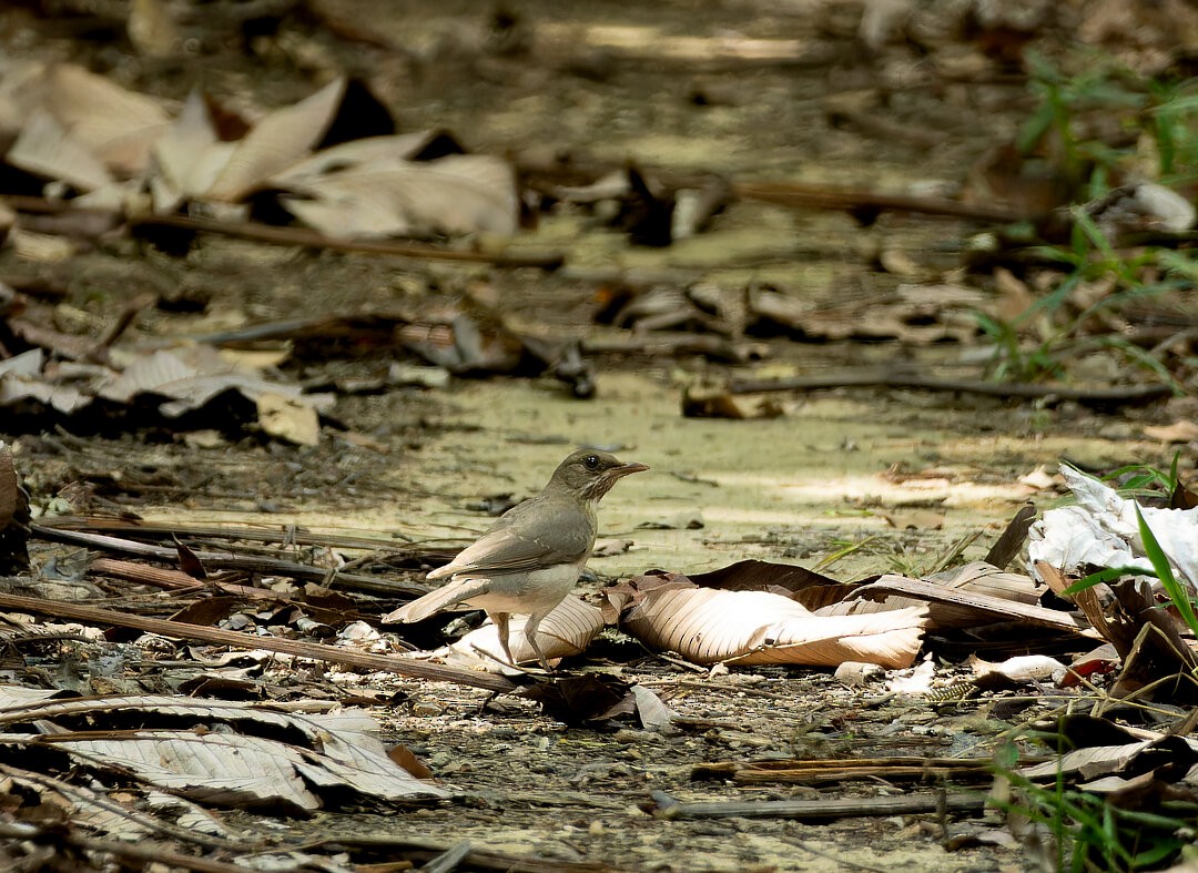 Black-billed Thrush - ML625332150