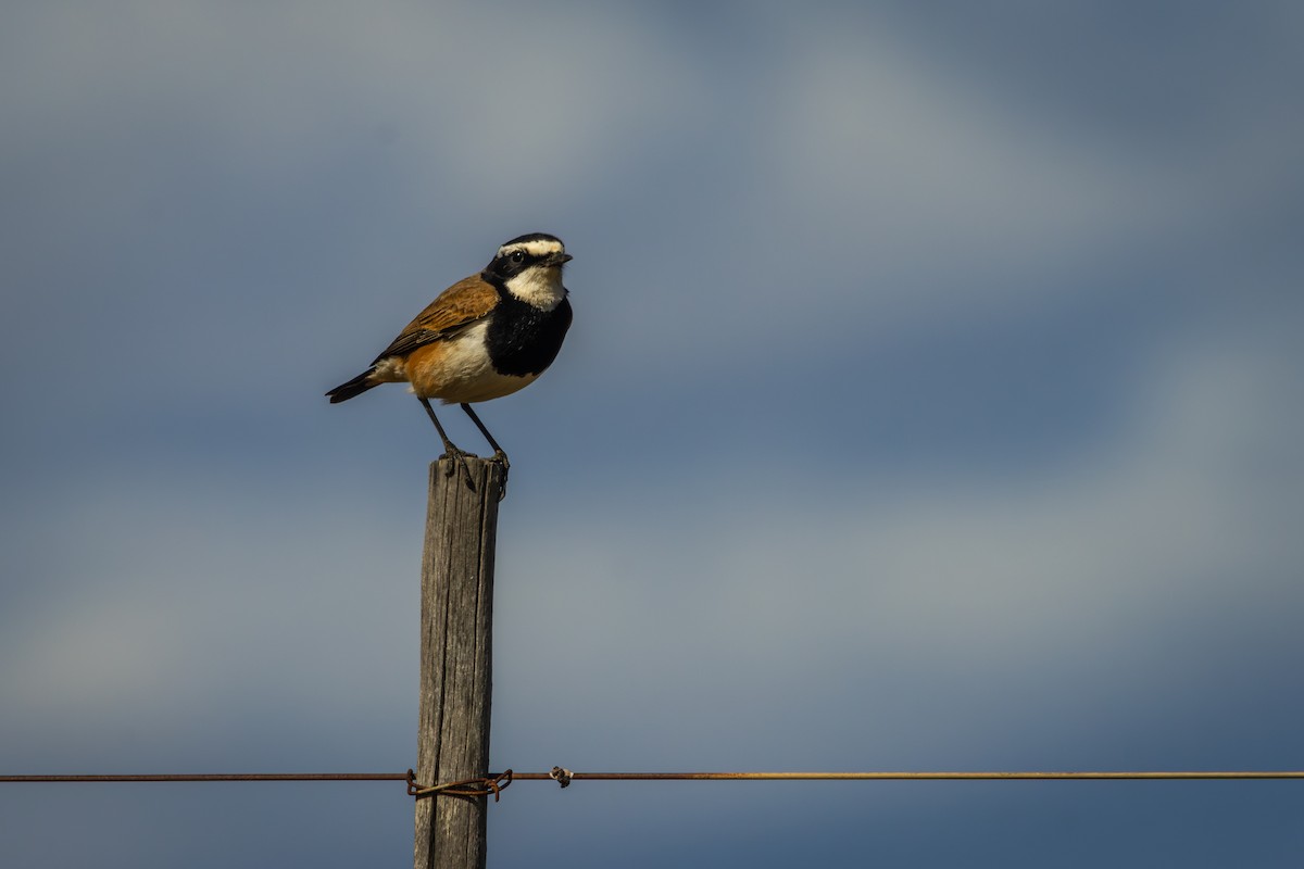 Capped Wheatear - Antonio Rodriguez-Sinovas