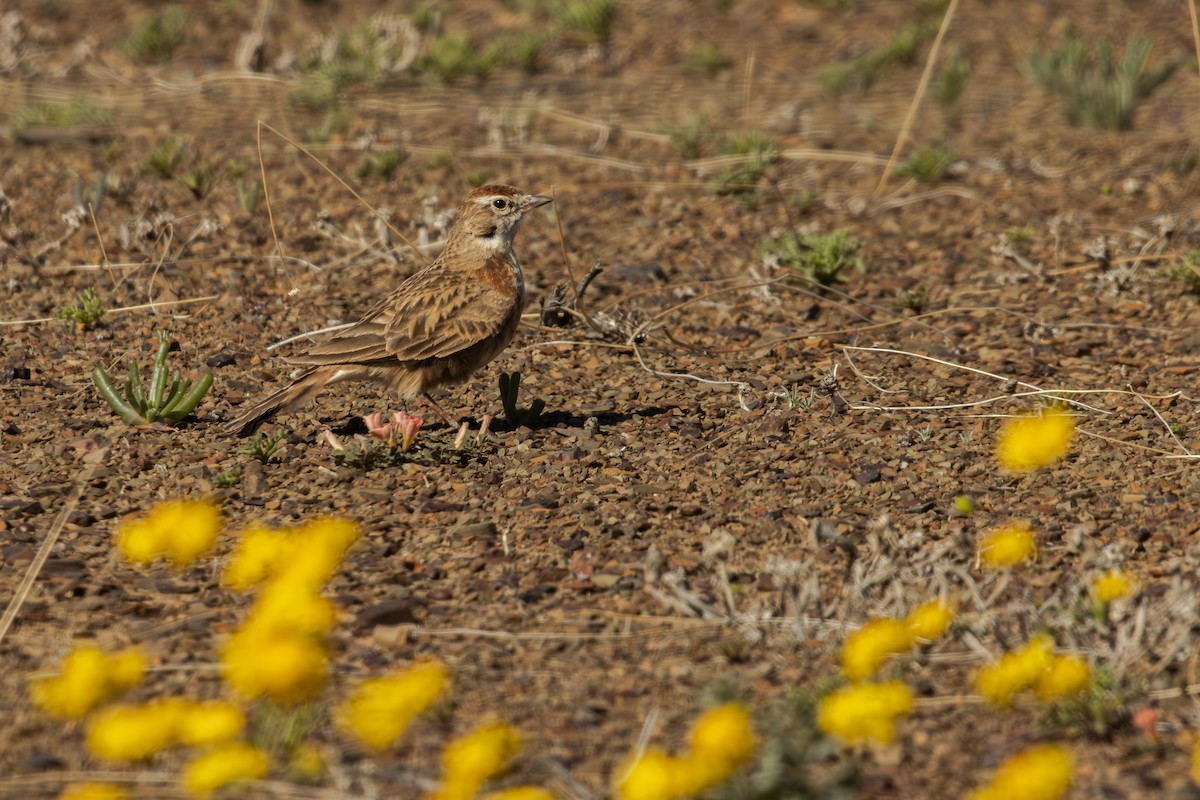 Red-capped Lark - Antonio Rodriguez-Sinovas