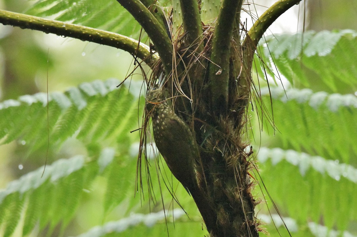 Spotted Woodcreeper - ML625332230