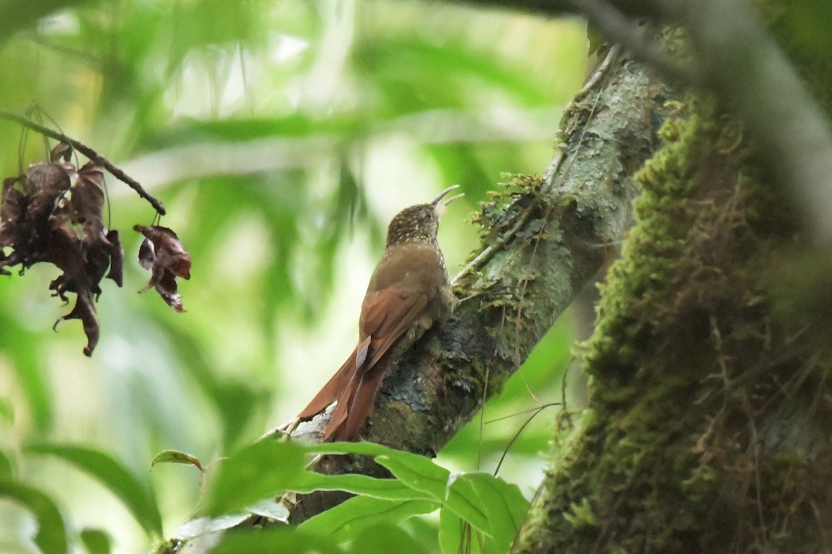 Spot-crowned Woodcreeper - ML625332249