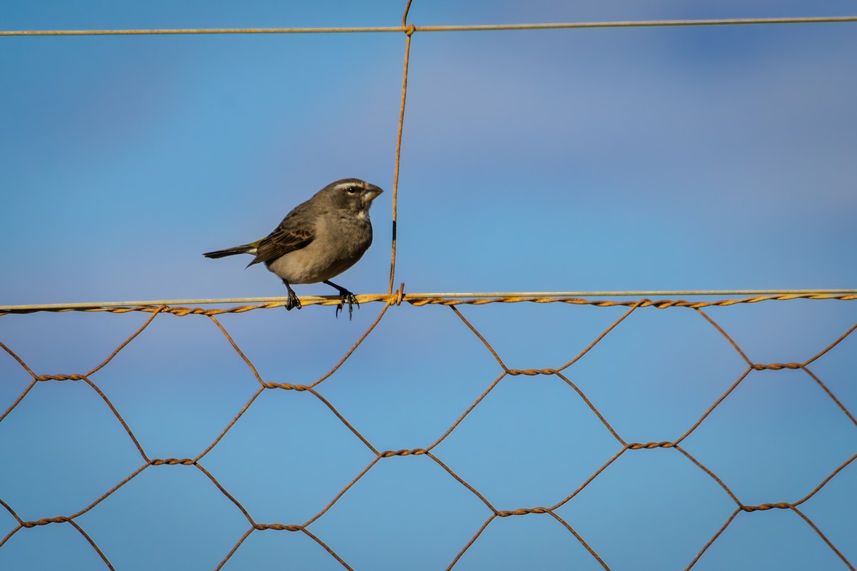 White-throated Canary - ML625332293