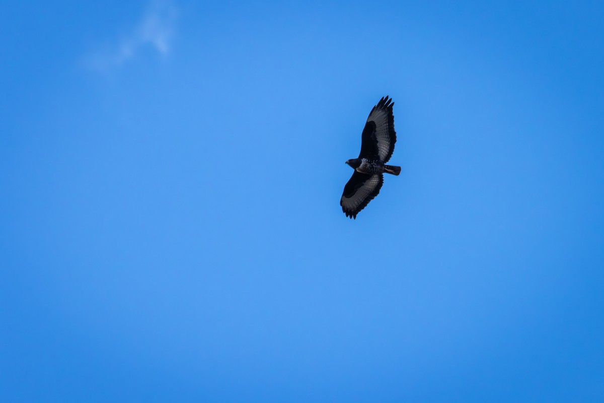 Jackal Buzzard - Antonio Rodriguez-Sinovas