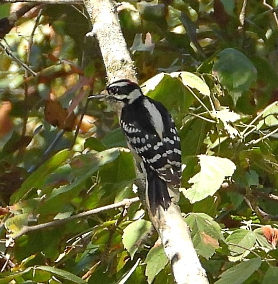 Hairy Woodpecker - ML625332373