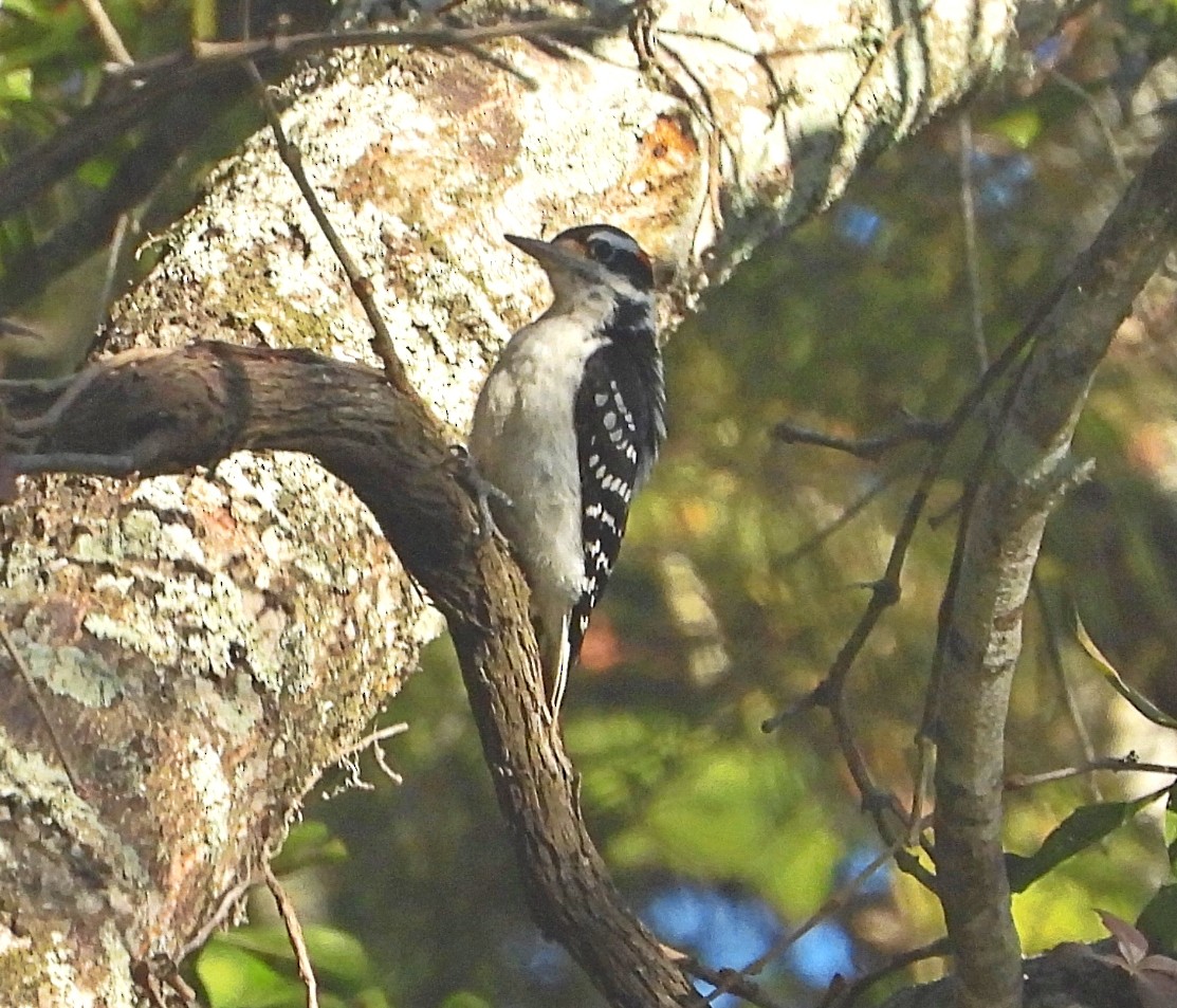 Hairy Woodpecker - ML625332374