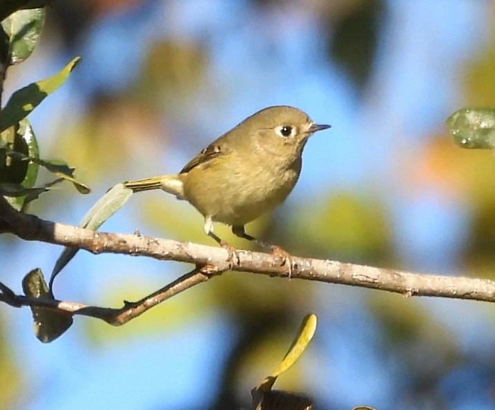 Ruby-crowned Kinglet - ML625332413