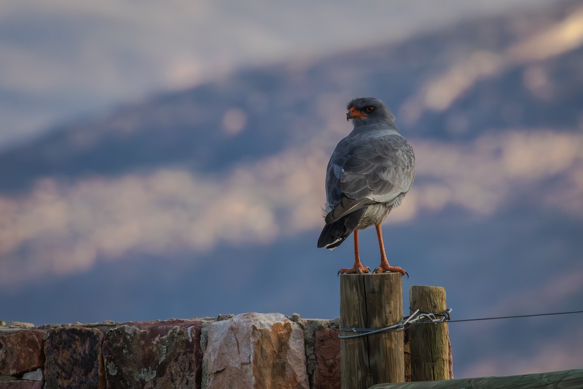 Pale Chanting-Goshawk - Antonio Rodriguez-Sinovas