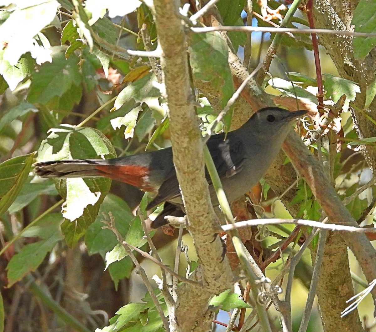 Gray Catbird - ML625332441