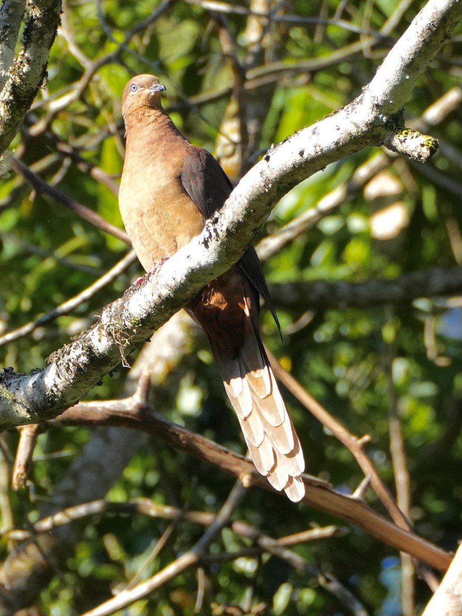 Brown Cuckoo-Dove - ML625332445