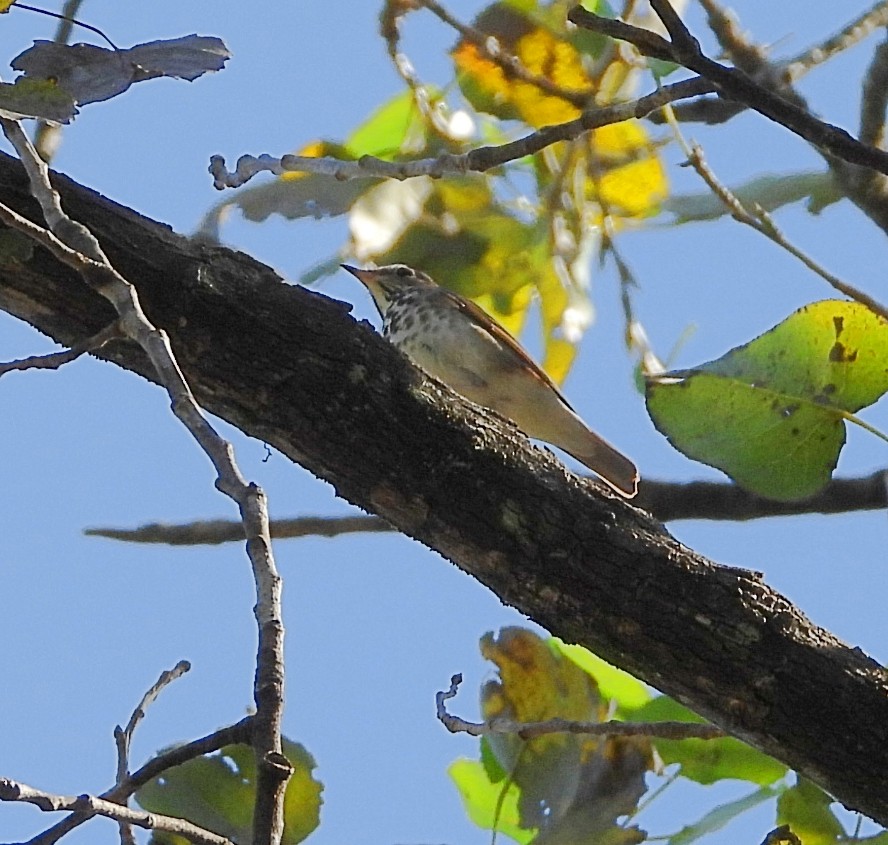 Hermit Thrush - ML625332470