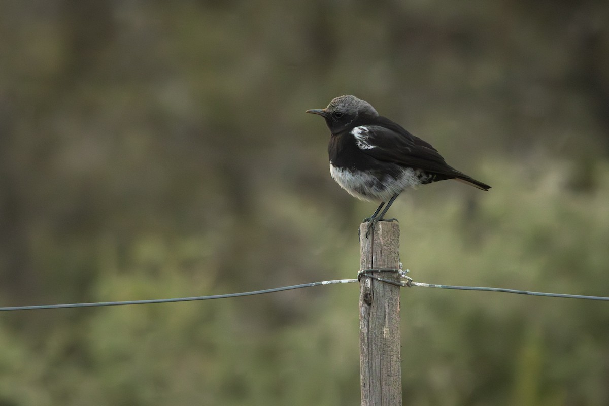 Mountain Chat - Antonio Rodriguez-Sinovas