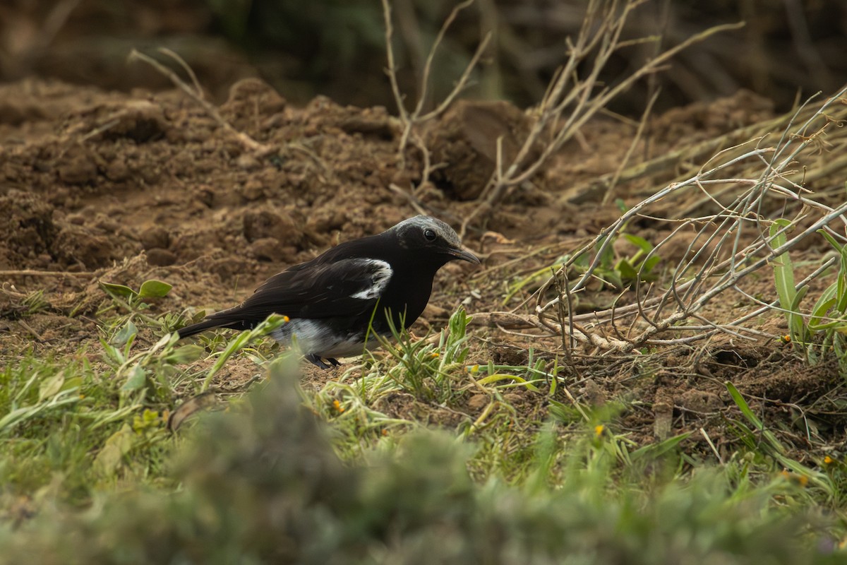 Mountain Chat - Antonio Rodriguez-Sinovas