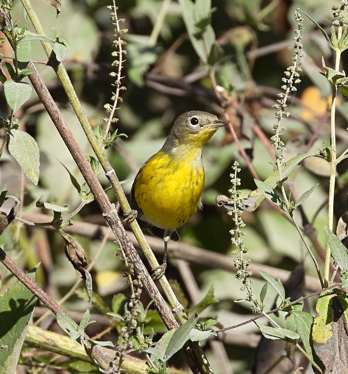 Magnolia Warbler - ML625332492