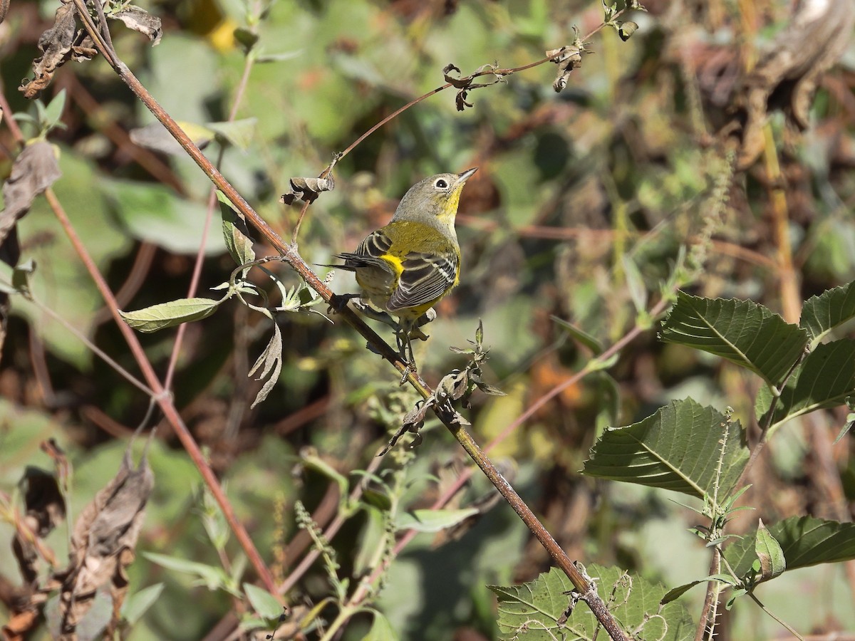 Magnolia Warbler - ML625332493